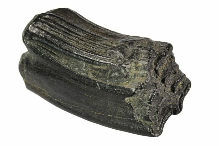 Pleistocene Aged Fossil Horse Tooth - Florida #104226